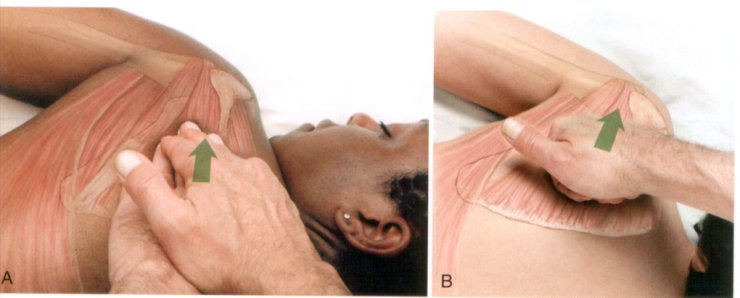 Anatomia masażu - 4-38.JPG