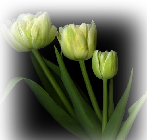 Jpg-Tulipany - Magda Indigo_0019-crop.jpg