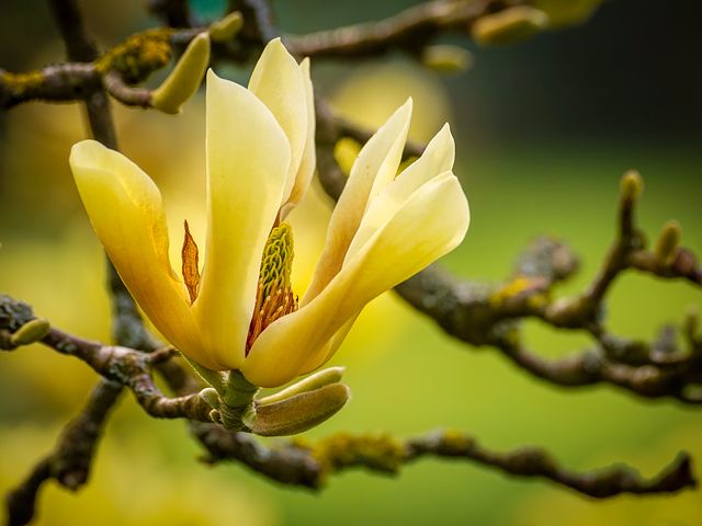 ob. RÓŻNE - magnolia-4115332__480.jpg